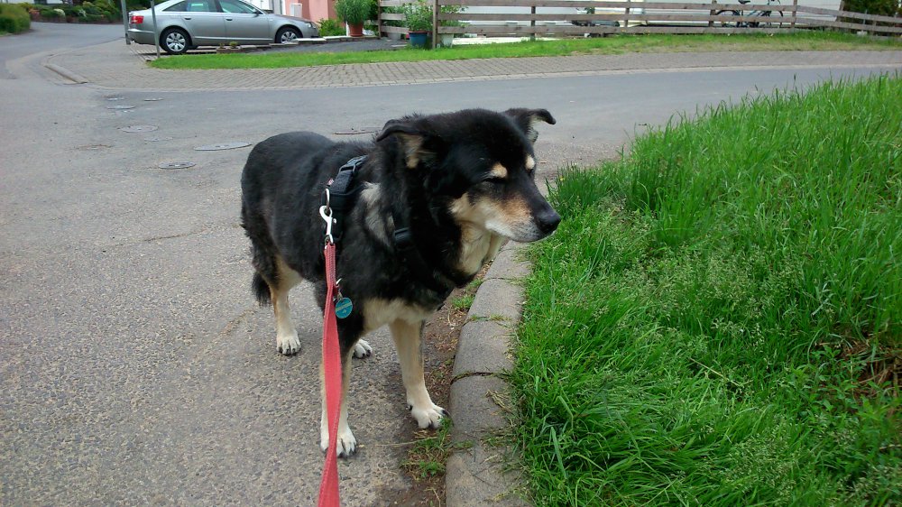 Mein erster Kunde Eika, leider vor kurzem im stolzen Alter von 14 Jahren gestorben
